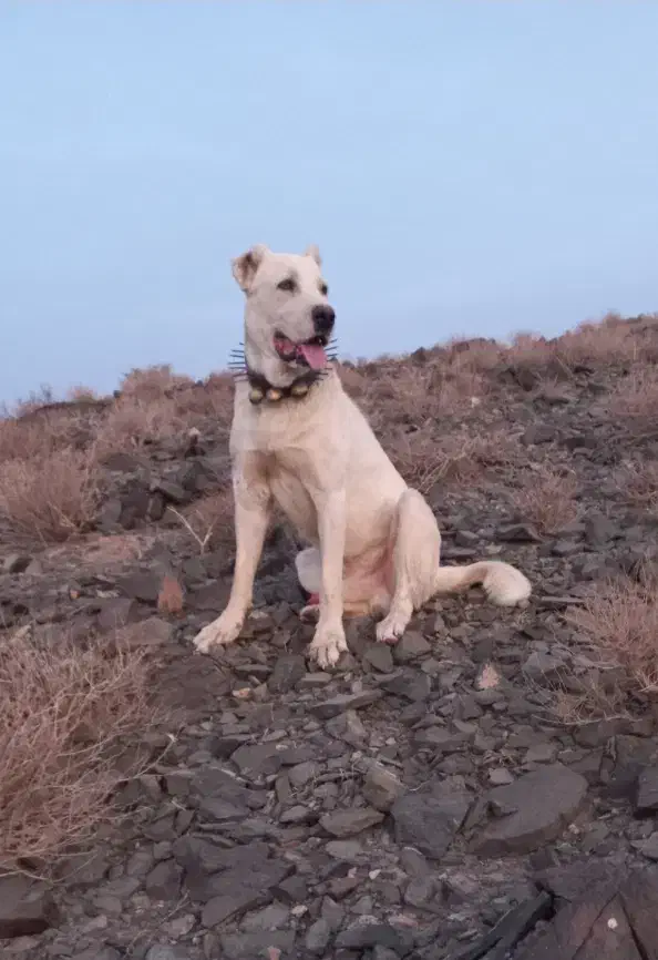 سگ گله|سگ|سبزوار, رباط|دیوار