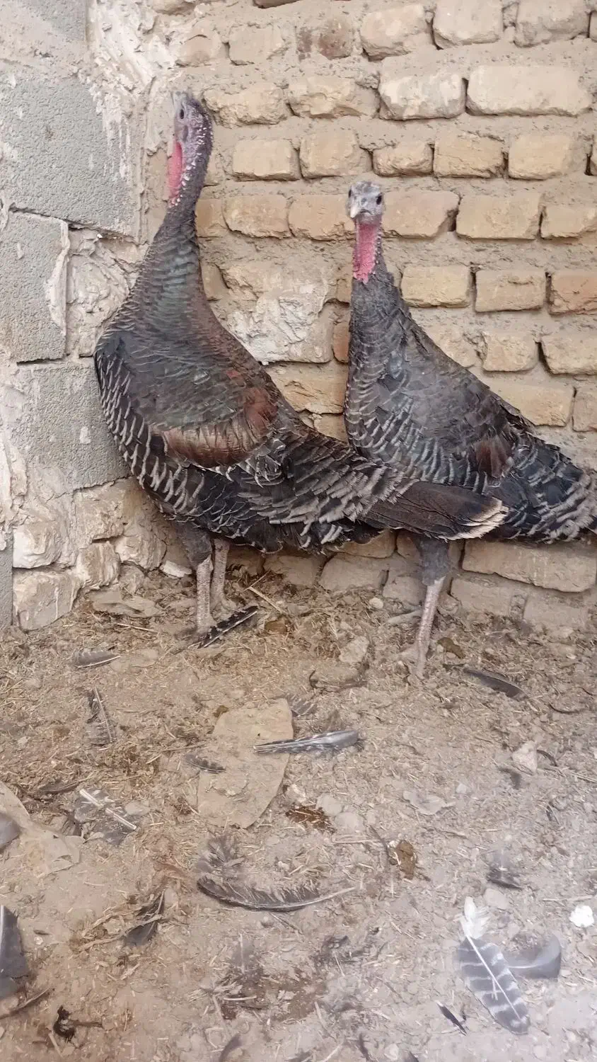 بوقلمون ماده|حیوانات مزرعه|تنکمان, |دیوار