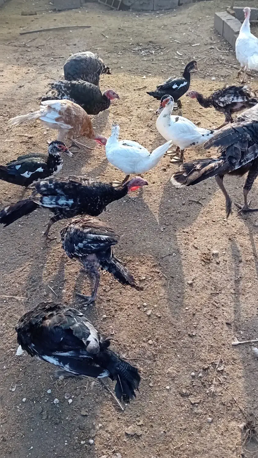 بوقلمون واردک اسراییلی|حیوانات مزرعه|رودسر, |دیوار