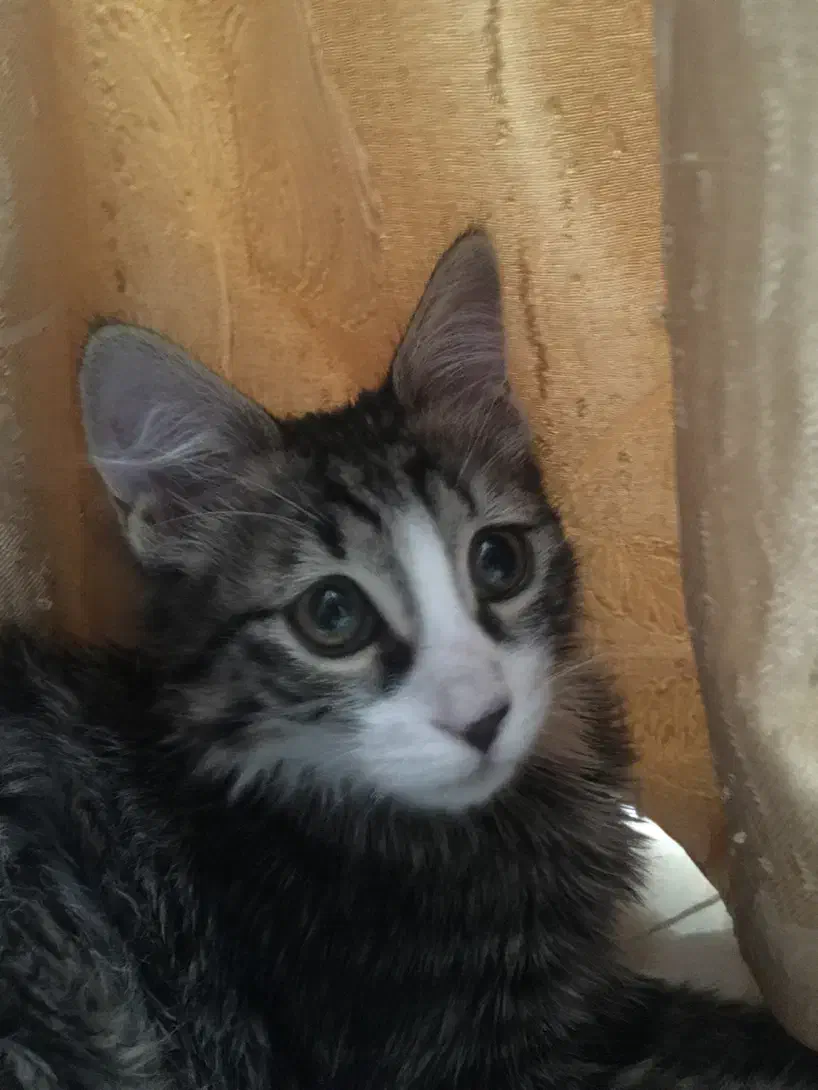 واگذاری گربه|گربه|اراک, |دیوار