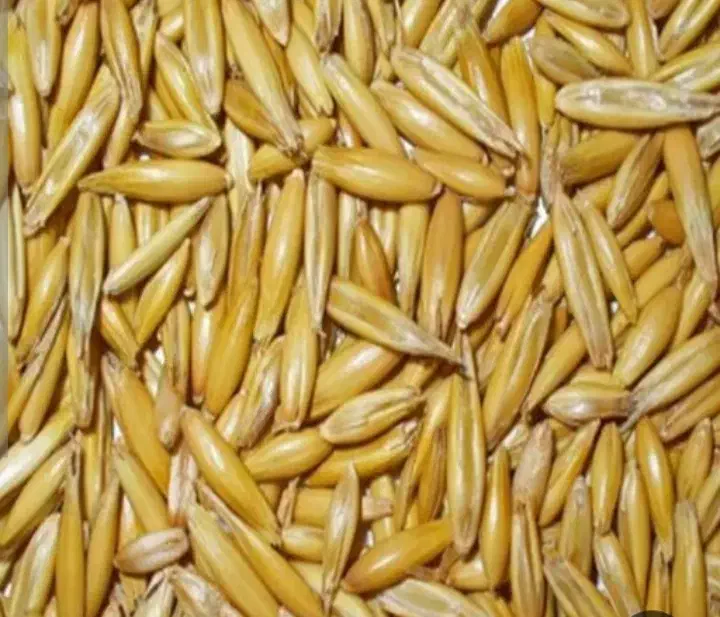 دانه جو کشت دیم ( کره بند دشتستان) درجه یک|خدمات باغبانی و درختکاری|شبانکاره, |دیوار