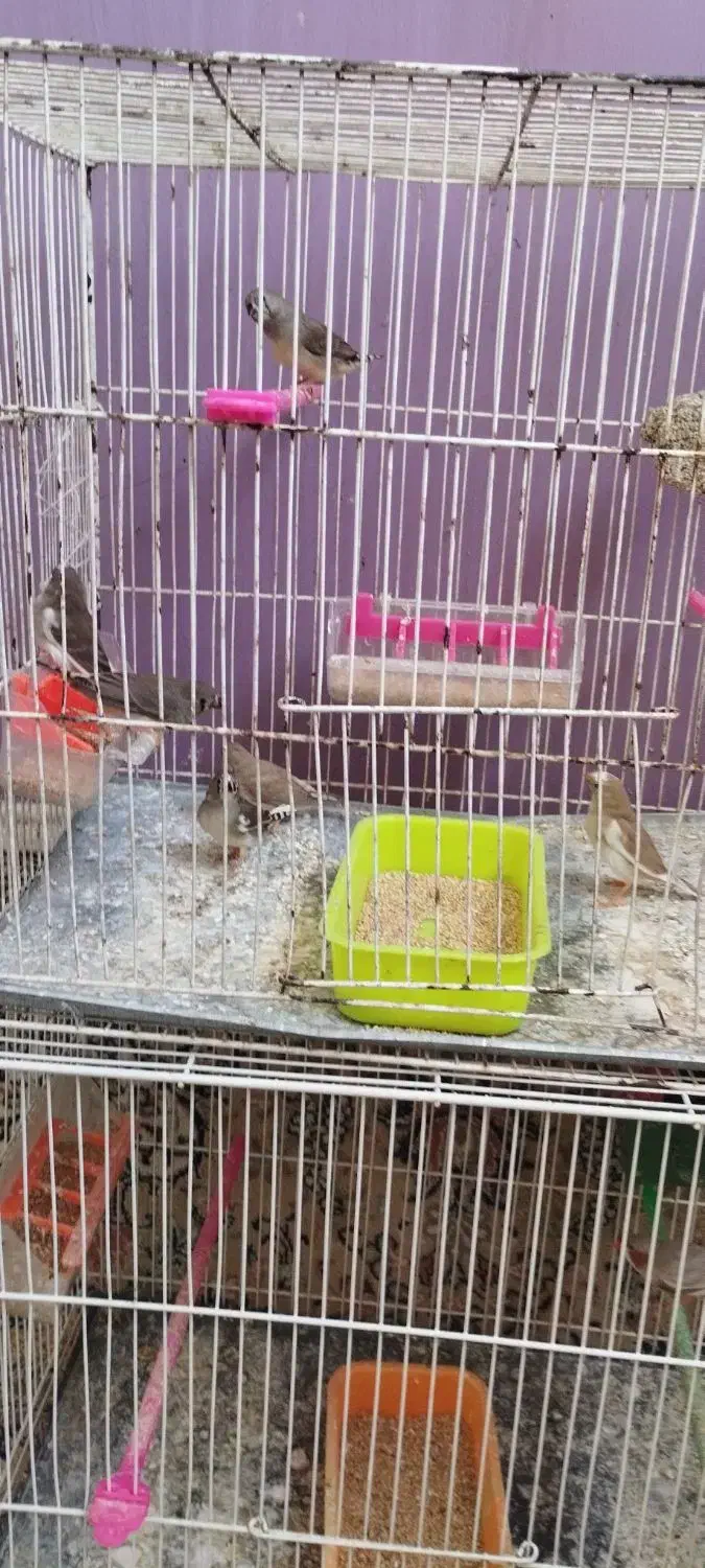 فنچ|پرنده|تربت جام, معدآباد|دیوار