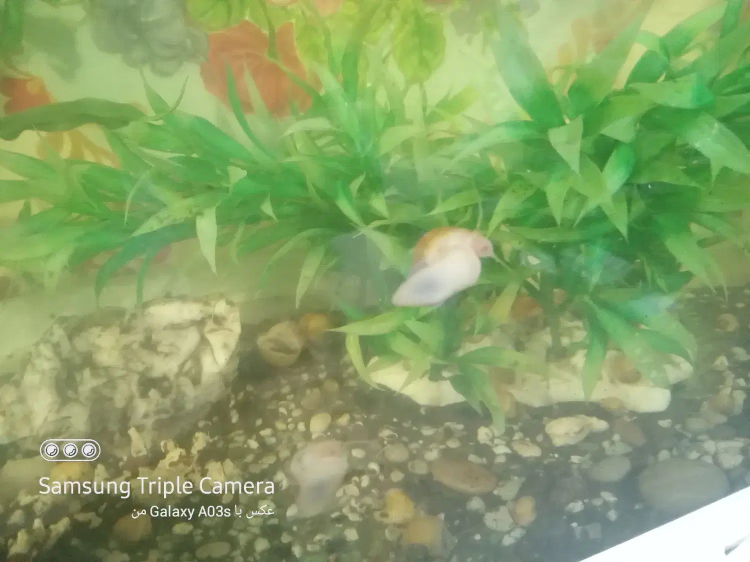 حلزون سیبی مولد معاوضه با ماهی گوپی،مولی ،آنجل|ماهی|تهران, شهرک زینبیه|دیوار