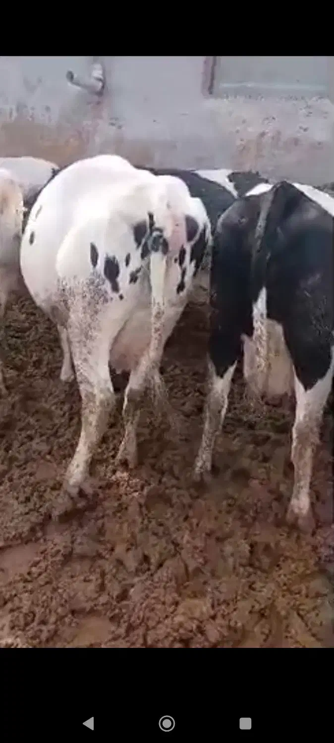 گاو فروشی شیر بالا|حیوانات مزرعه|اشترینان, |دیوار