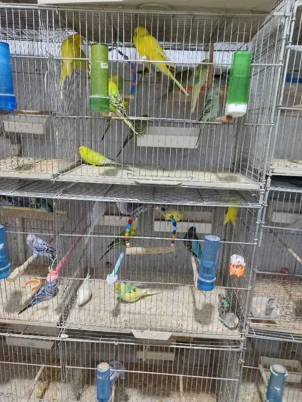 فروش مرغ عشق عمده|پرنده|سهند, |دیوار