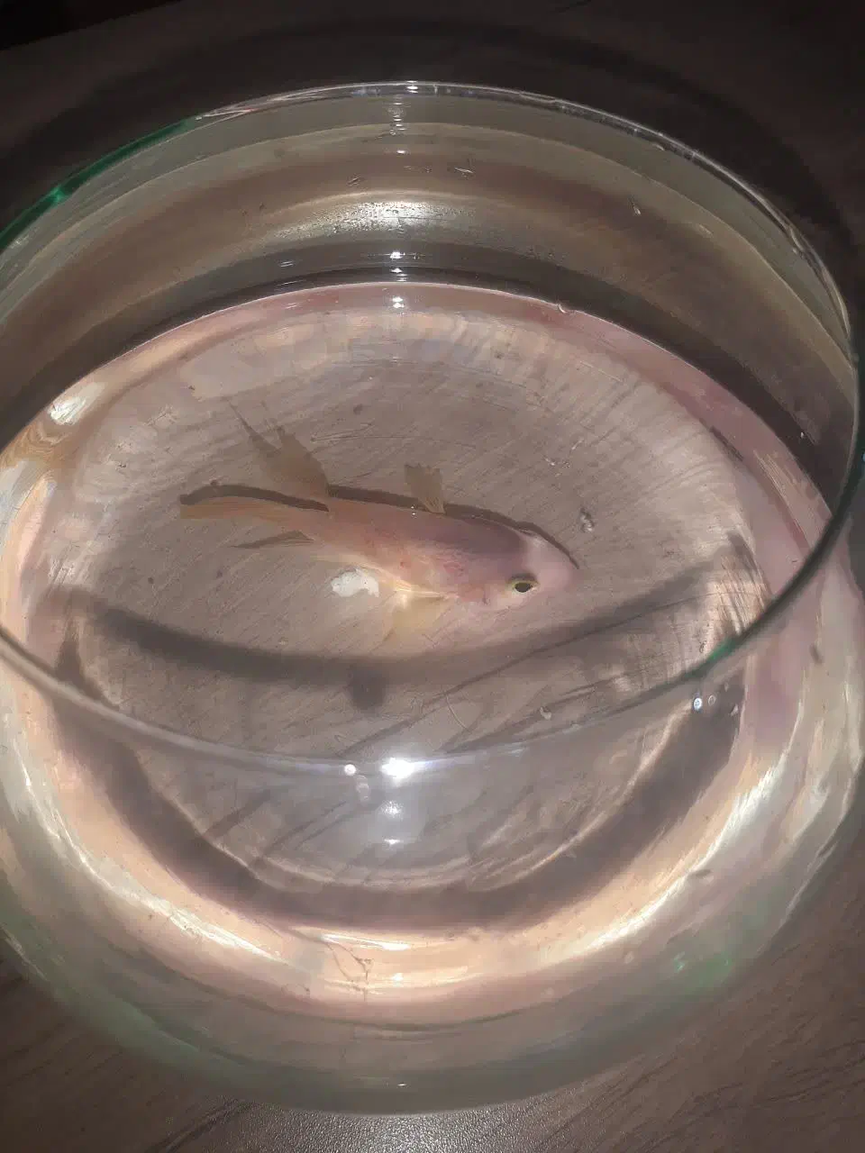 ماهی پرت رنگی (طوطی ماهی )|ماهی|شاهرود, |دیوار