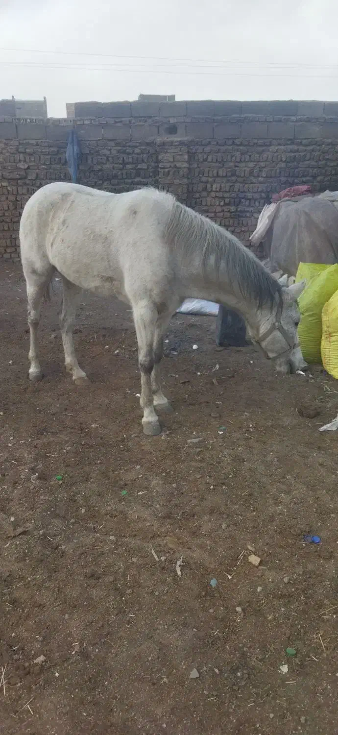 مادیون  خوب جون سرحال سواری آروم آروم|اسب و تجهیزات اسب‌سواری|قرچک, شهرک صنعتی قرچک|دیوار