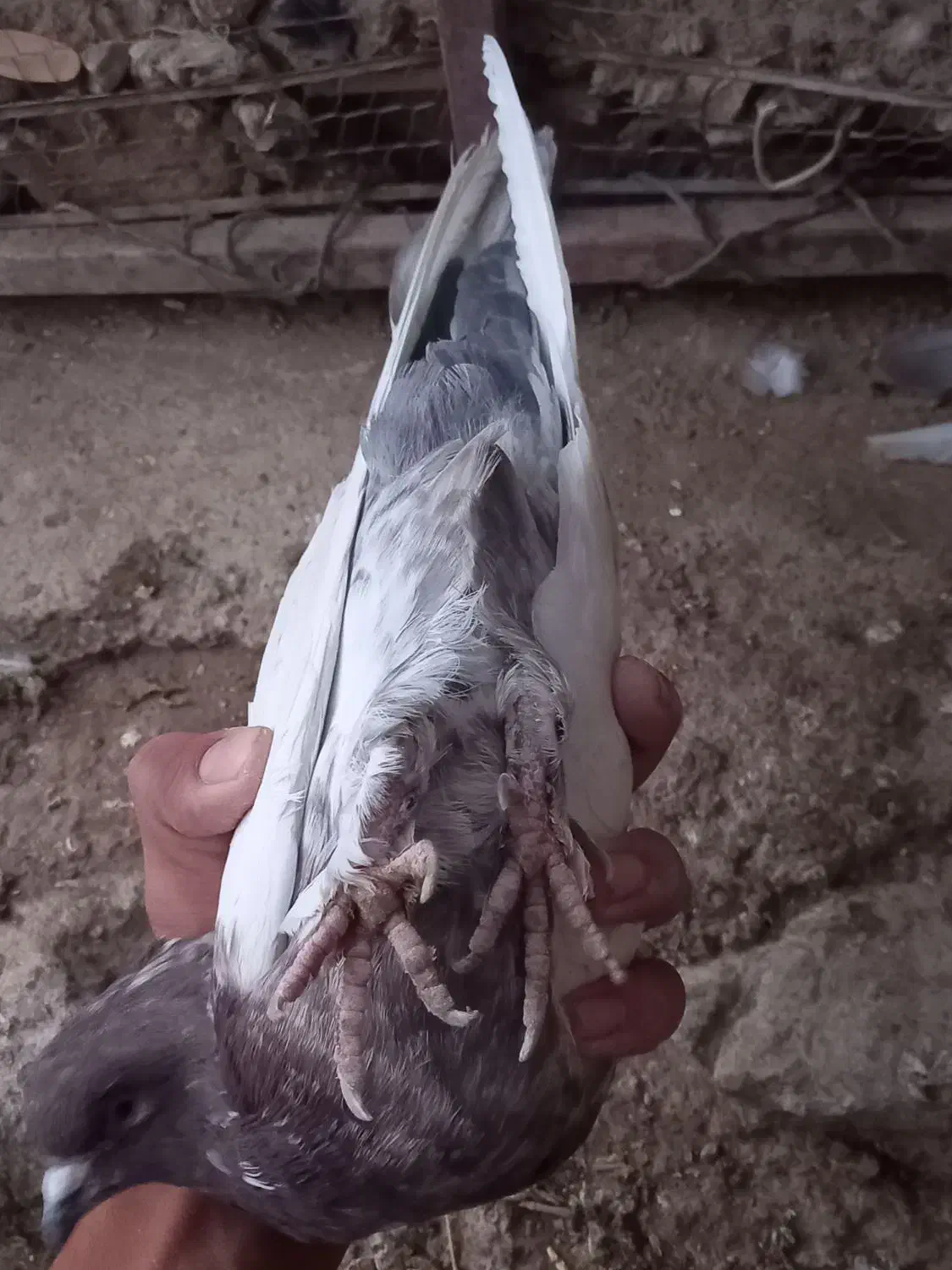 کبوتر سر سورخ|پرنده|زرند, |دیوار