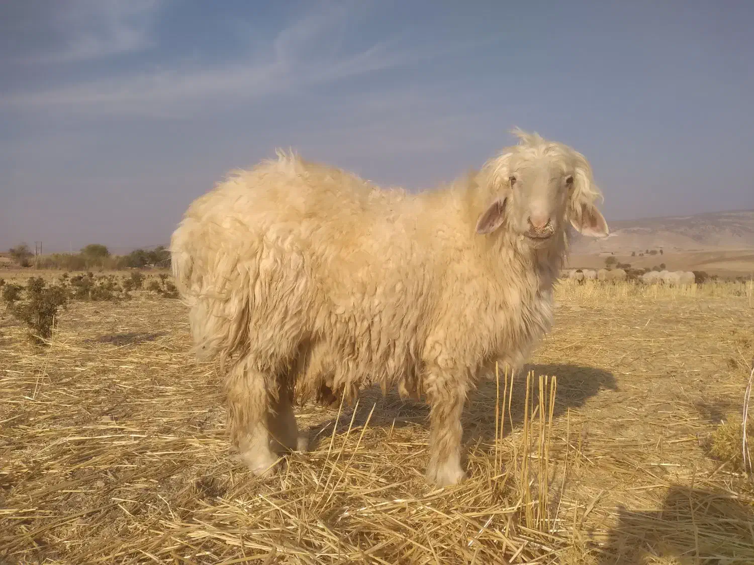 بره قوچ بختیاری اصل|حیوانات مزرعه|ایوان, |دیوار