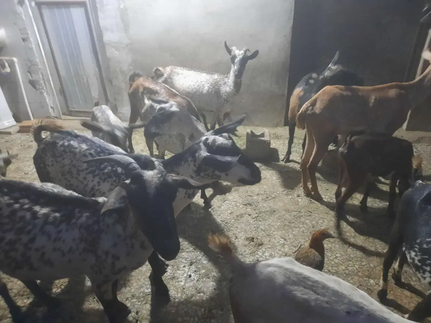 بز و کهره|حیوانات مزرعه|بندرعباس, |دیوار