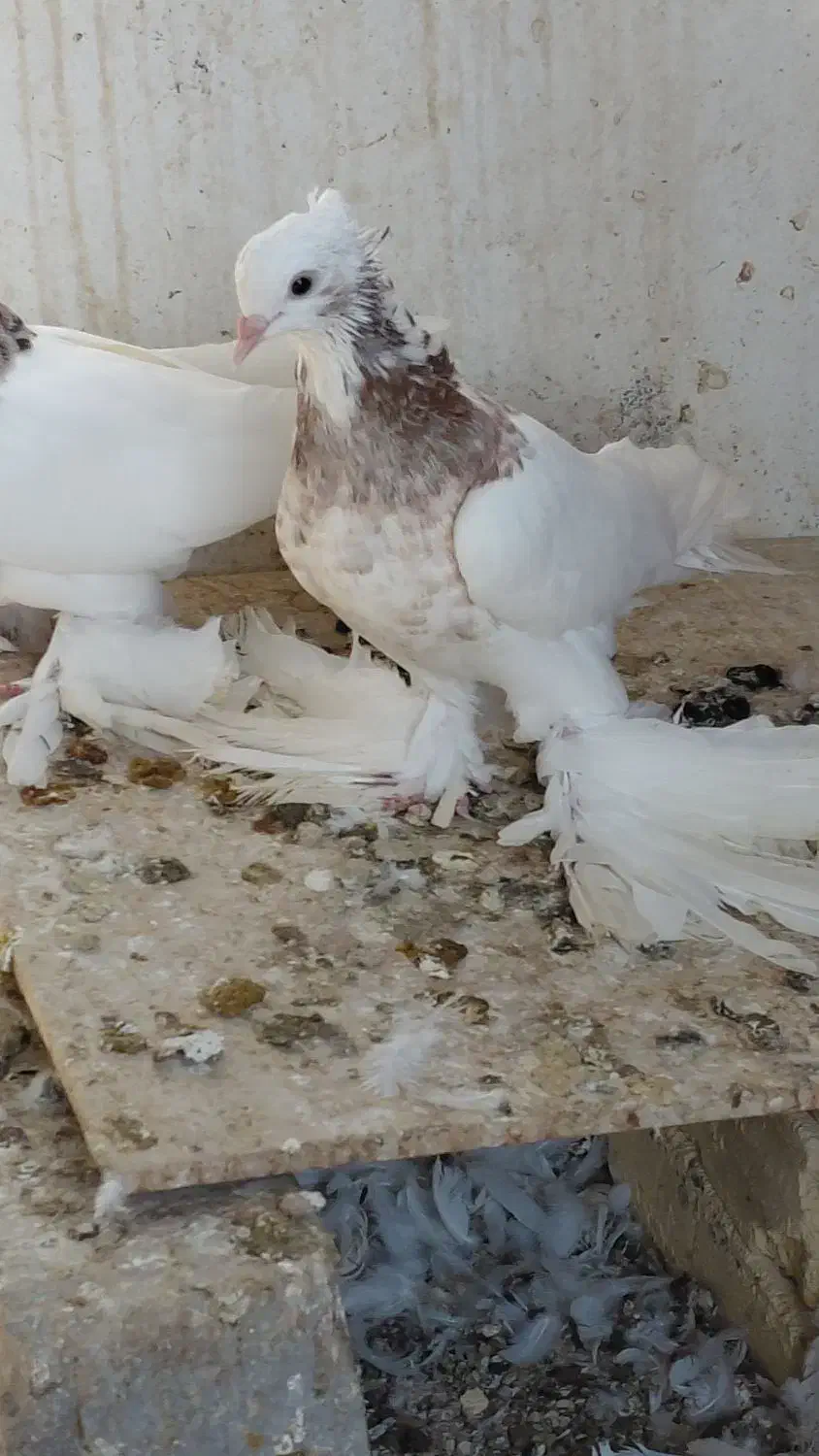 فروش کبوتر|پرنده|کوخرد هرنگ, |دیوار