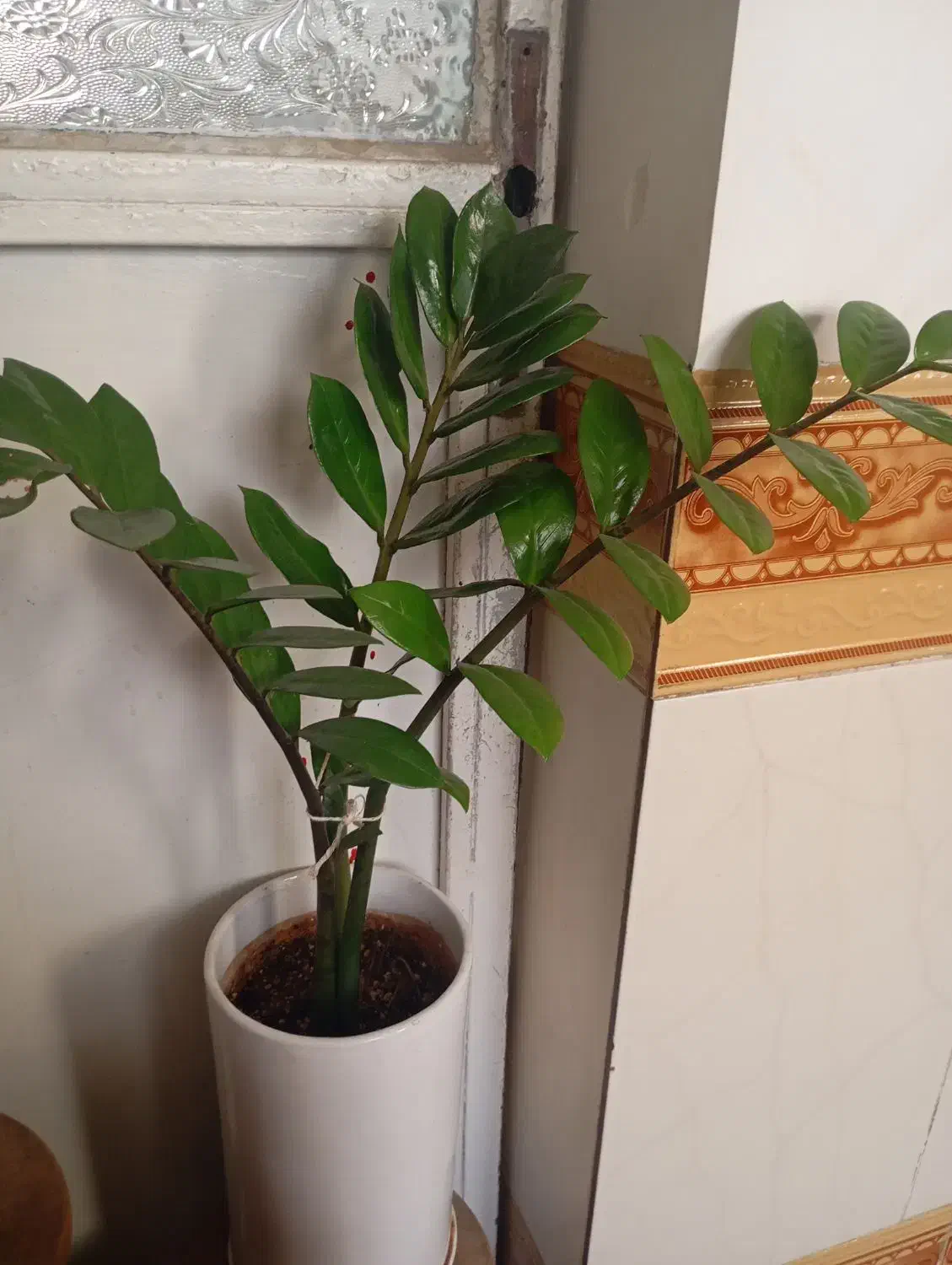 زاموفیلیا و دیفین|گل و گیاه طبیعی|قم, شاه ابراهیم|دیوار