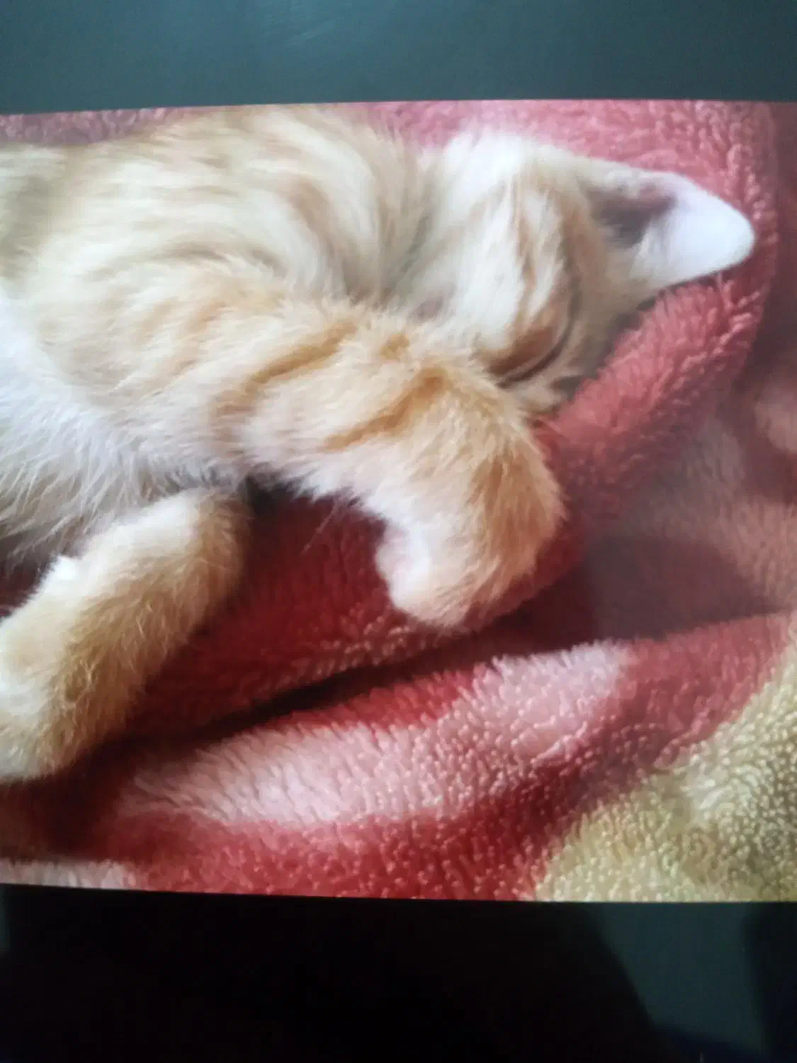 واگذاری بچه گربه ماده|گربه|رشت, حومه رشت|دیوار