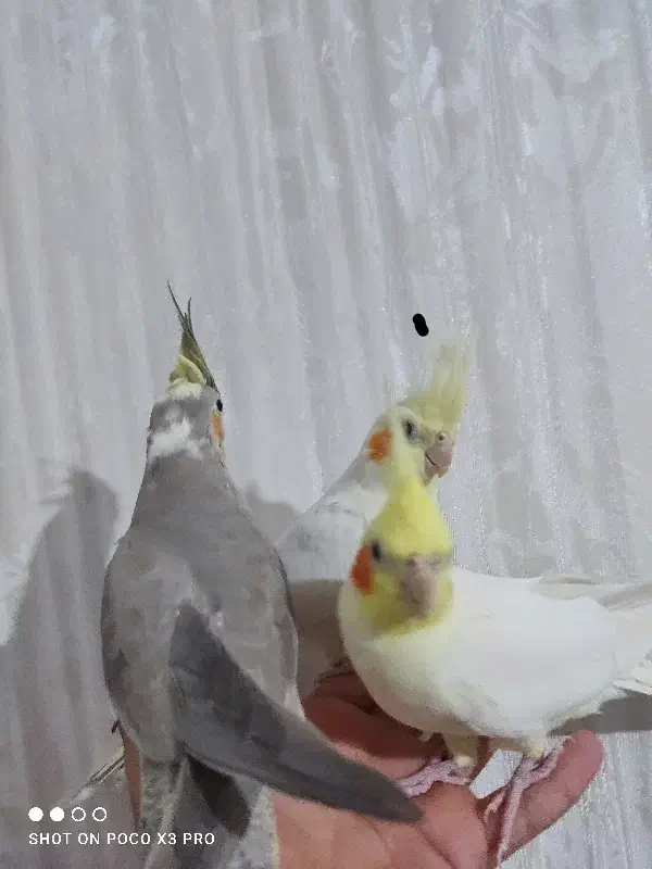 عروس هلندی سه عدد|پرنده|صحنه, |دیوار