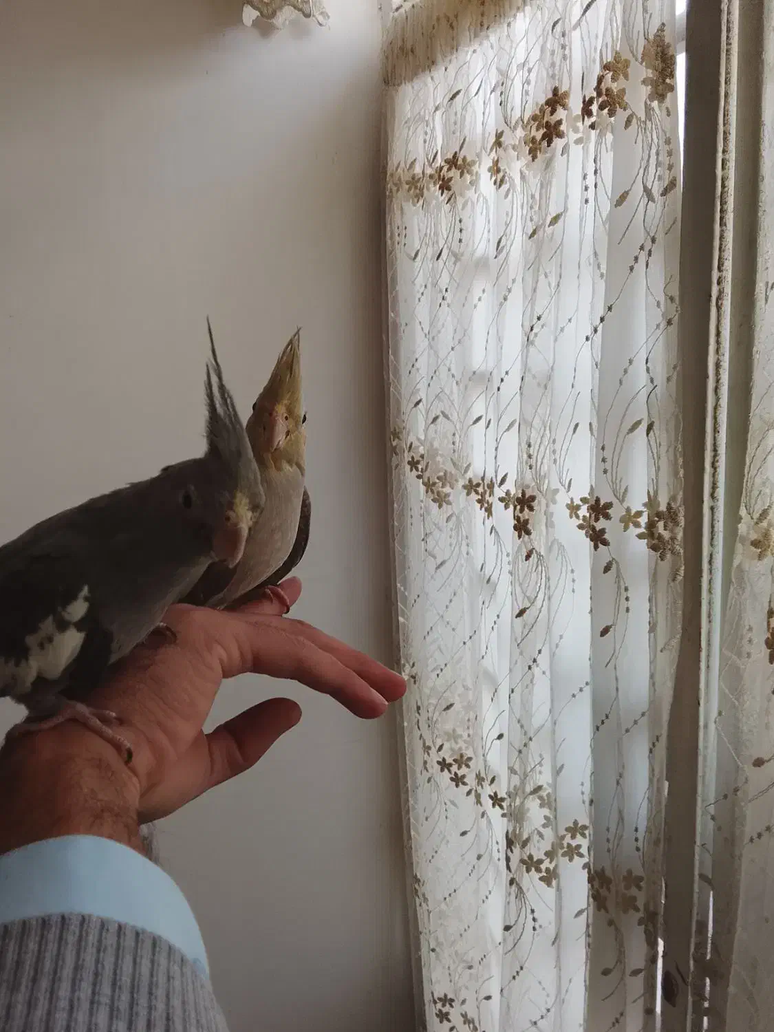 عروس هلندی|پرنده|فیروزه, |دیوار