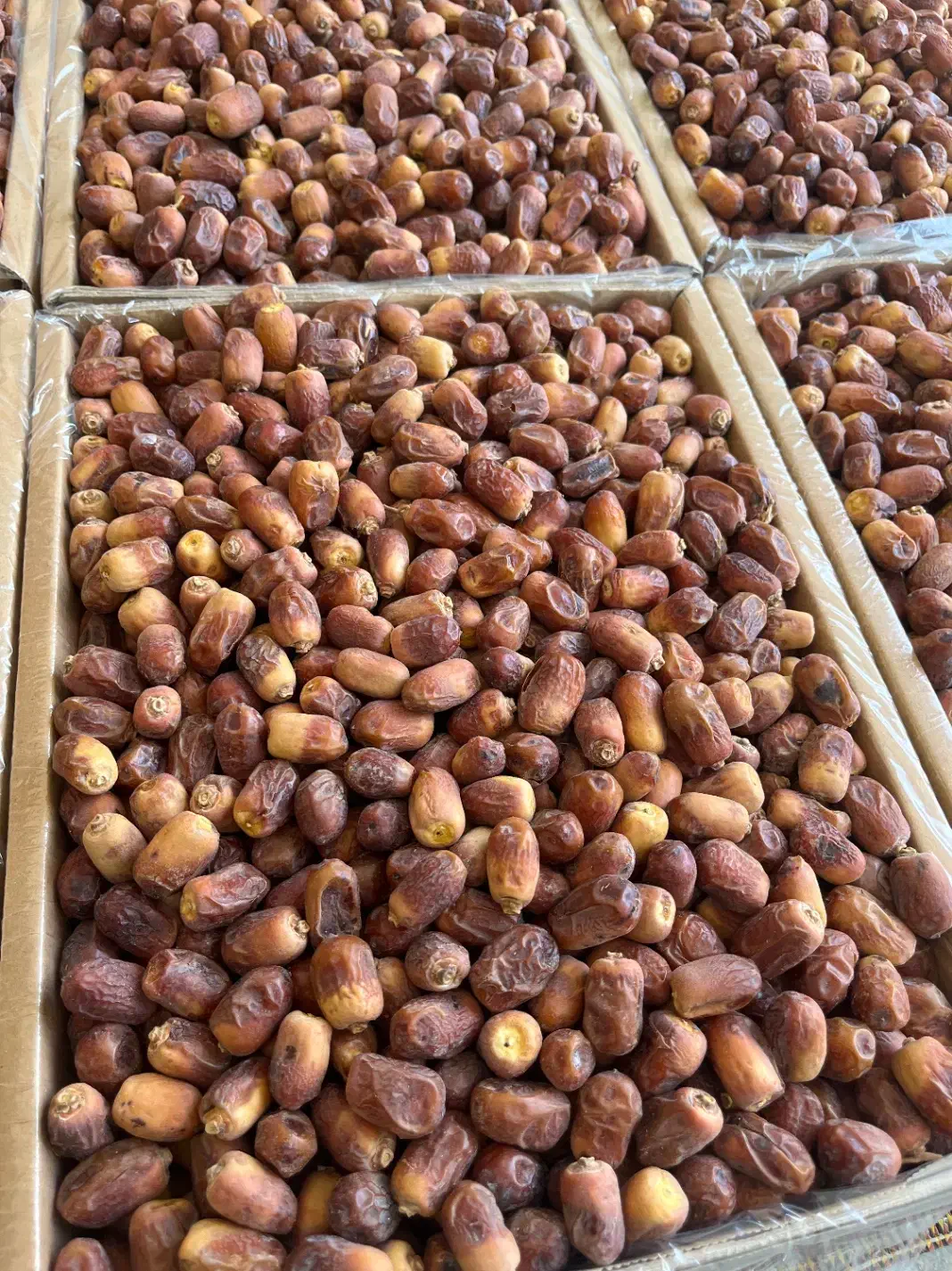 خرما زاهدی (قصب)|خوردنی و آشامیدنی|لامرد, |دیوار