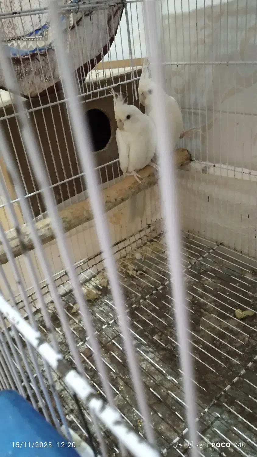 عروس هلندی آلبینو|پرنده|گرگان, |دیوار