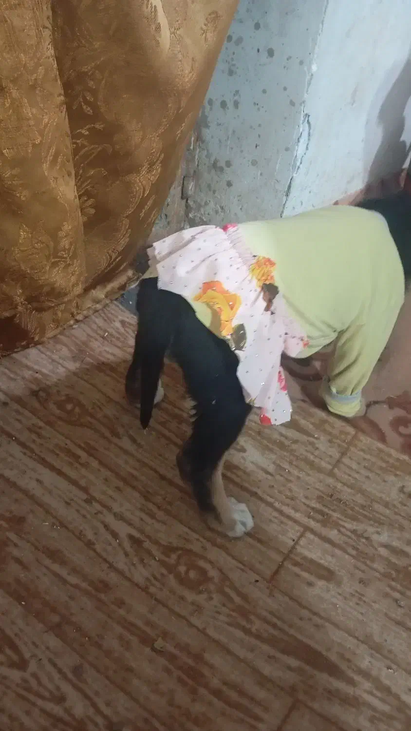 سگ کوچک تیز وباحال|سگ|نیشابور, شهرکهنه|دیوار