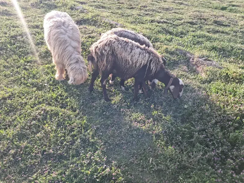 میش|حیوانات مزرعه|دزفول, |دیوار