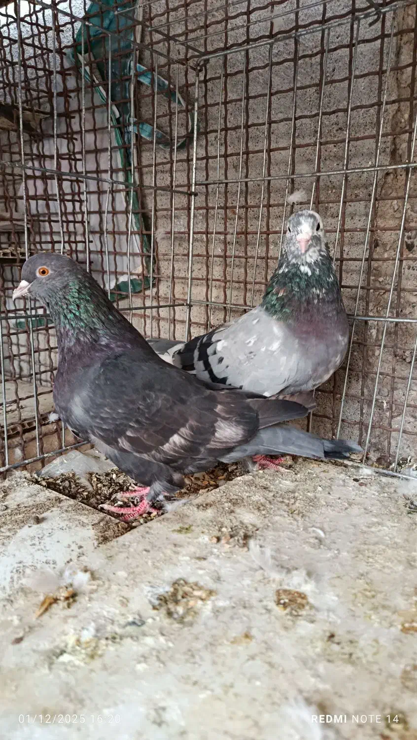 کبوتر پرشی|پرنده|بندرعباس, |دیوار