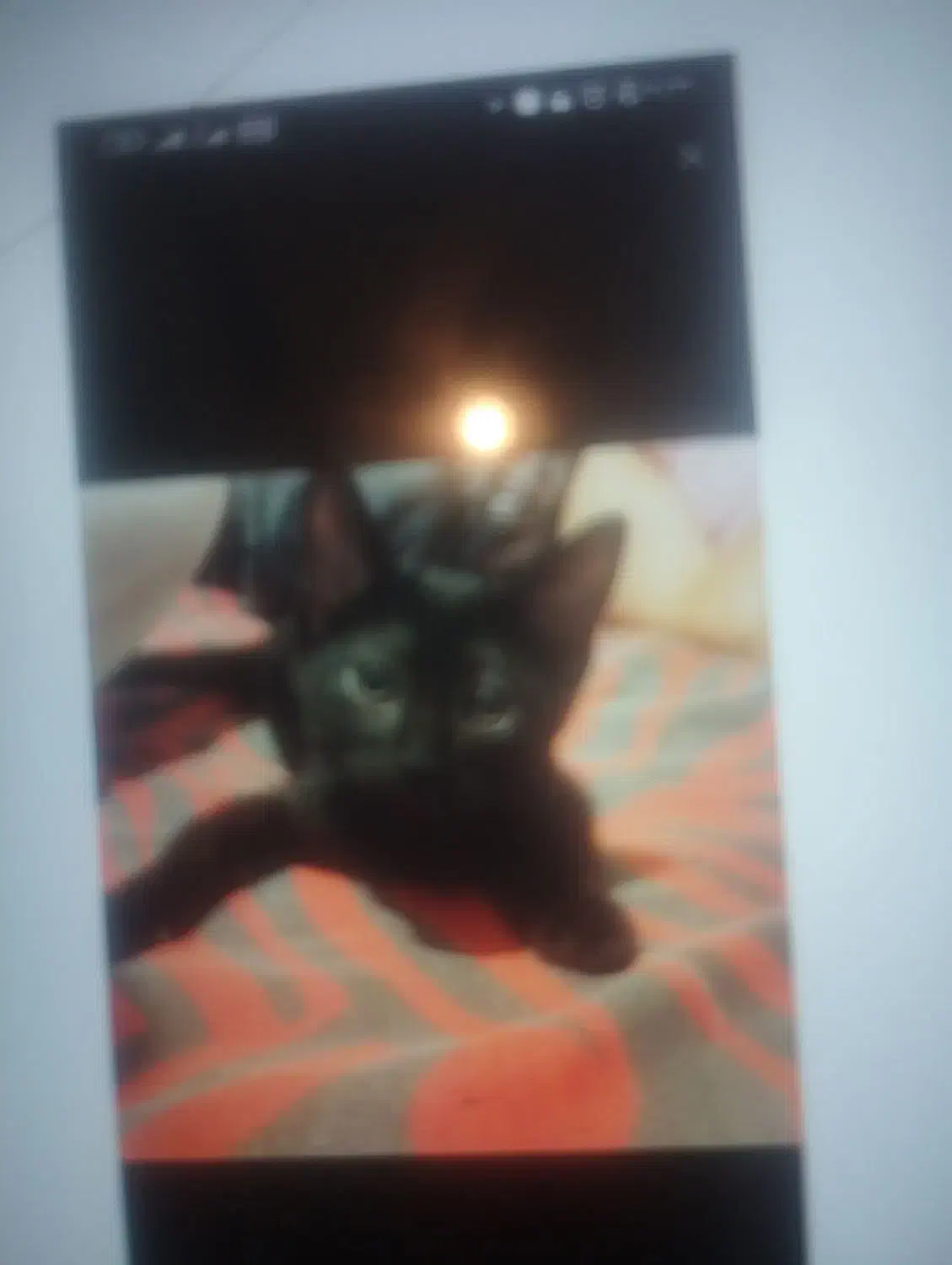 گربه واگذاری|گربه|گرگان, |دیوار