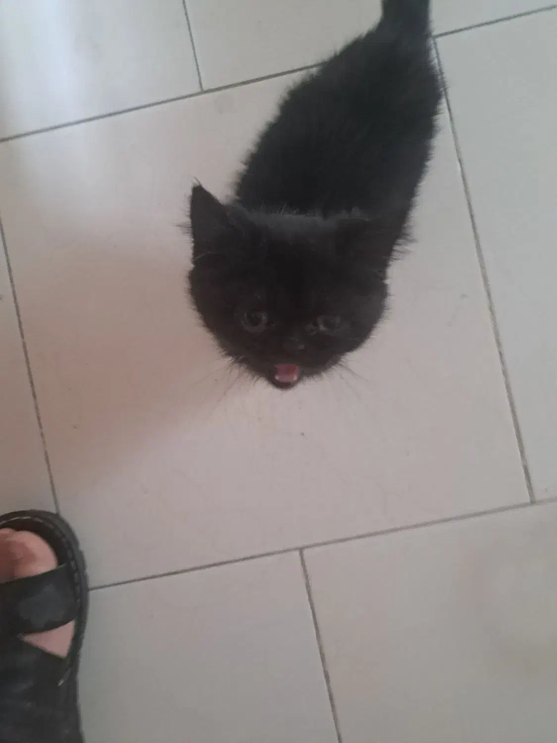 گربه پرشین اسکاتیش بریتیش|گربه|کرج, گوهردشت|دیوار