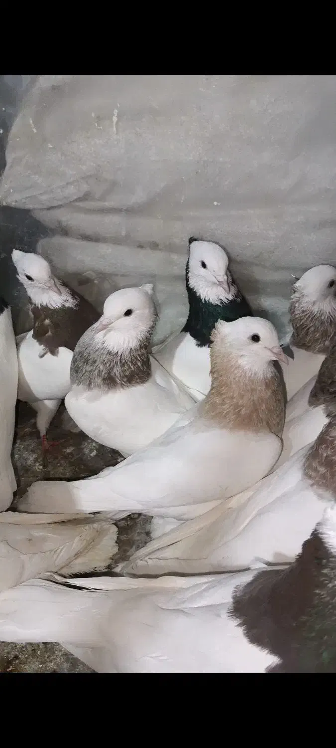 کفترطوقی|پرنده|مشکین‌دشت, |دیوار