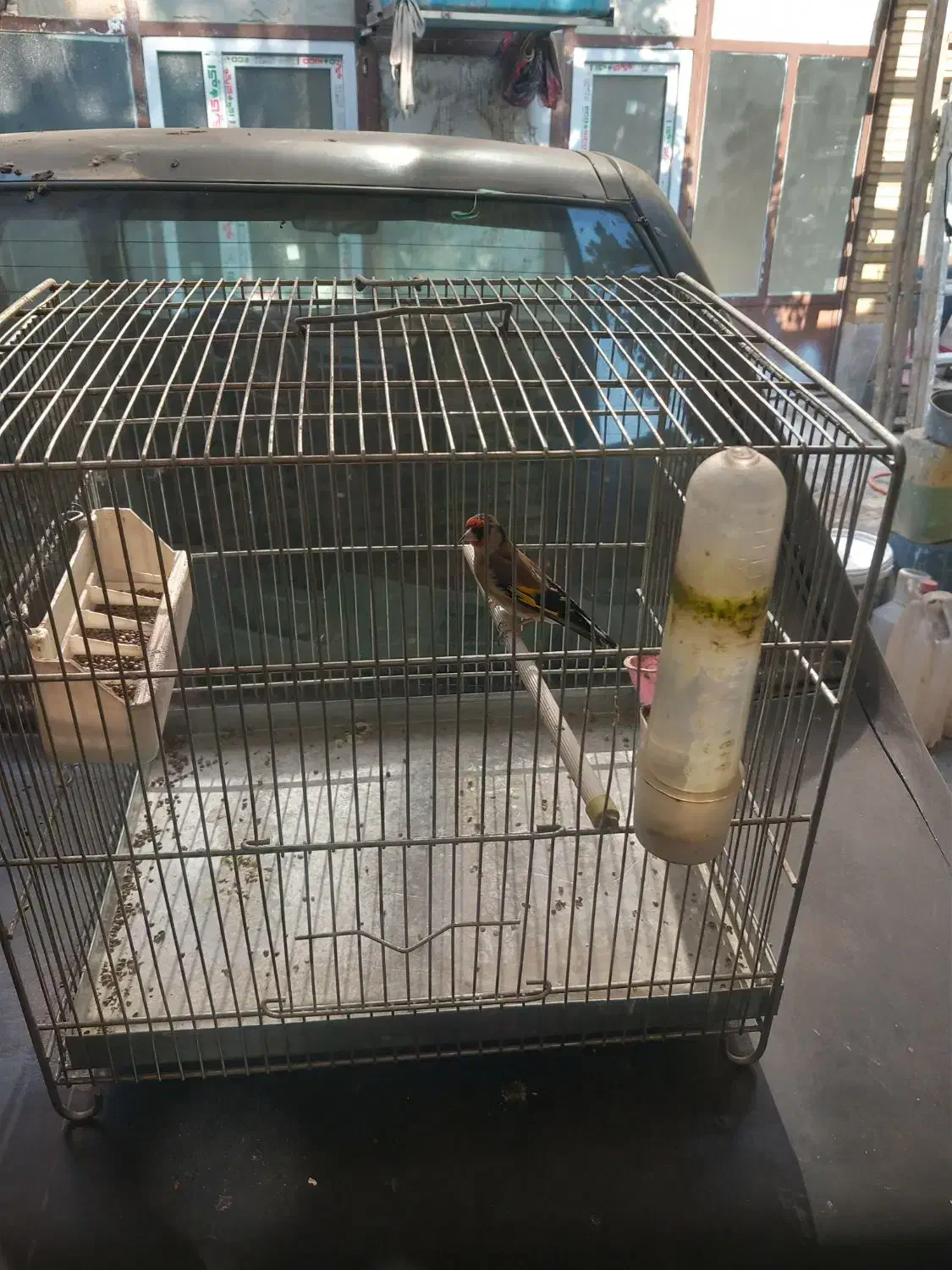 سهره سیاه سر گل قفل سینه خط دارند بخون|پرنده|تهران, سلیمانی|دیوار