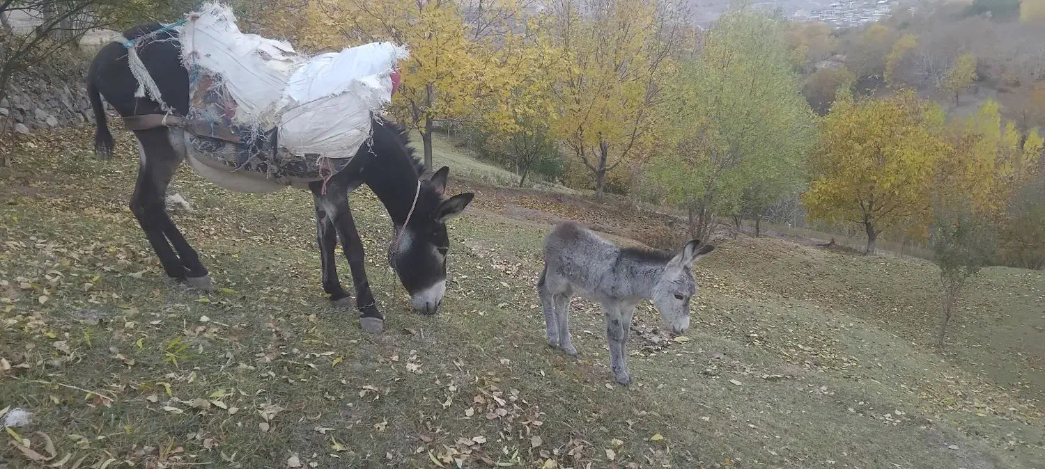 فروشی|حیوانات مزرعه|اسکو, |دیوار