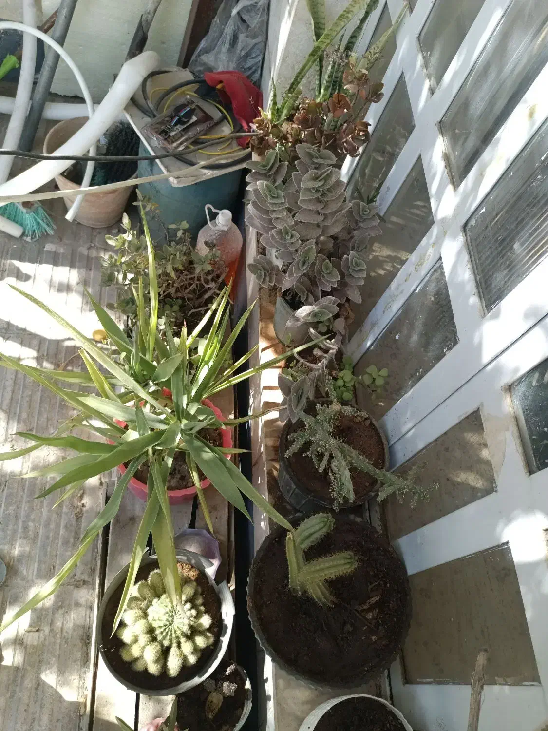 فروش گل با گلدان|گل و گیاه طبیعی|شیراز, شهرک والفجر|دیوار