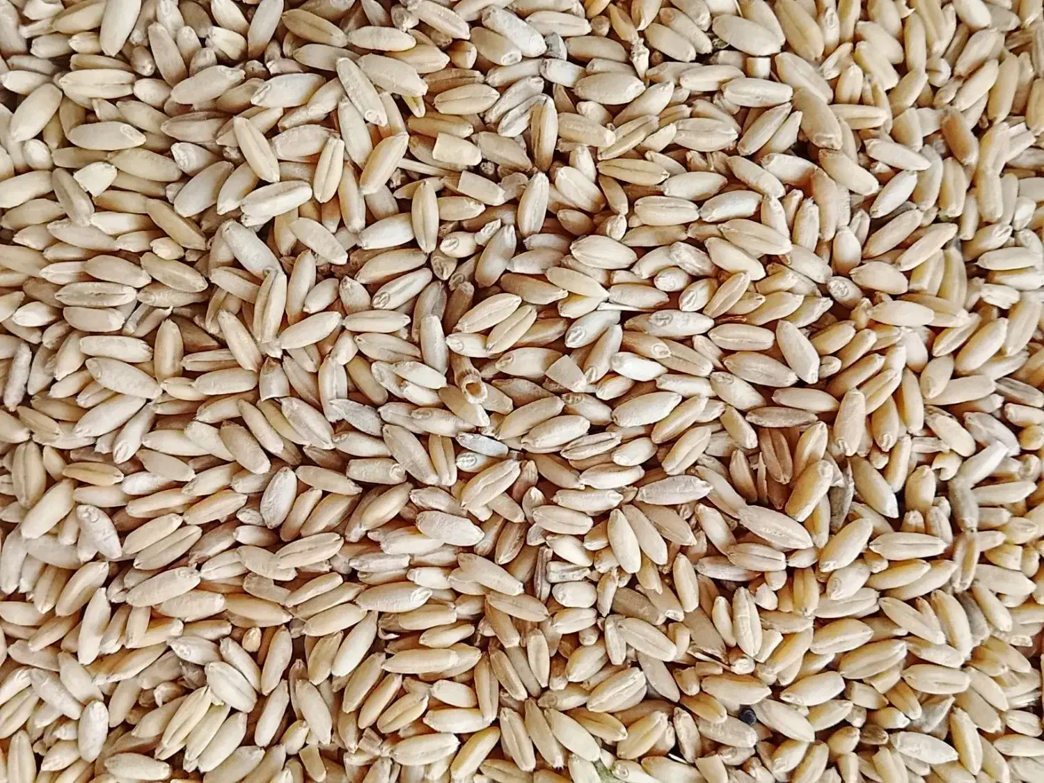 گندم|خوردنی و آشامیدنی|شادیان, |دیوار