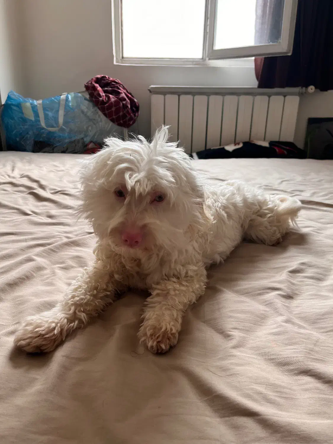 سگ پبدا شده|حیوانات|آمل, |دیوار