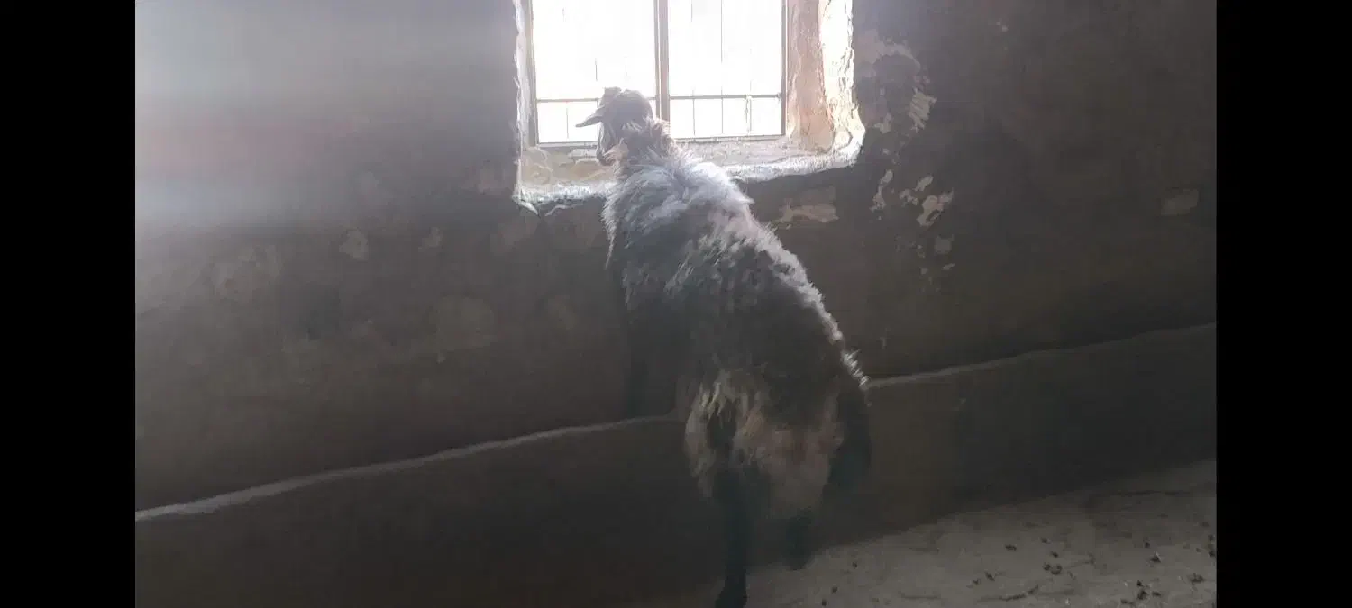 قوچ همو|حیوانات مزرعه|چگنی, |دیوار