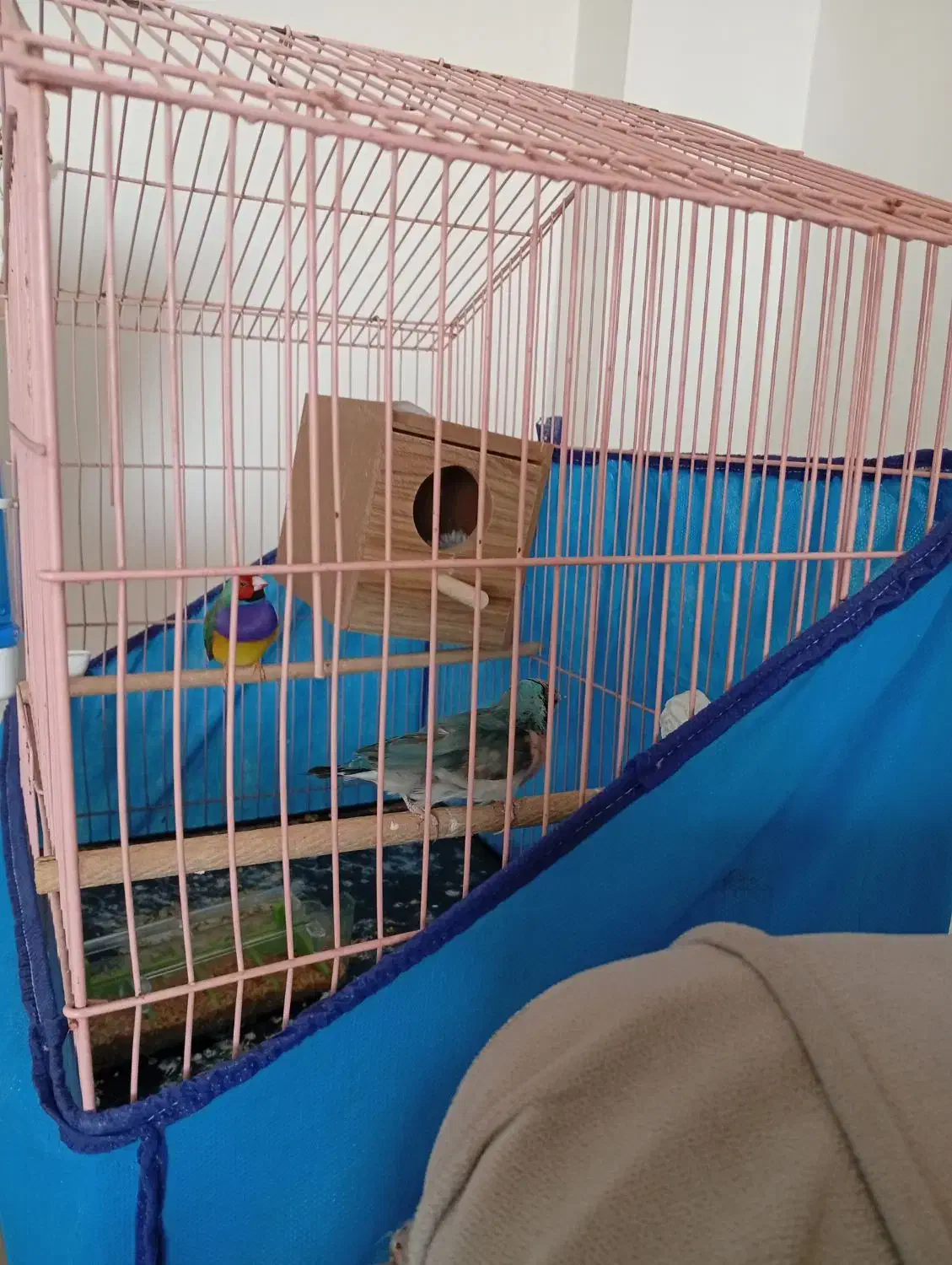 فنچ گلدین ماده آبی|پرنده|مبارکه, |دیوار