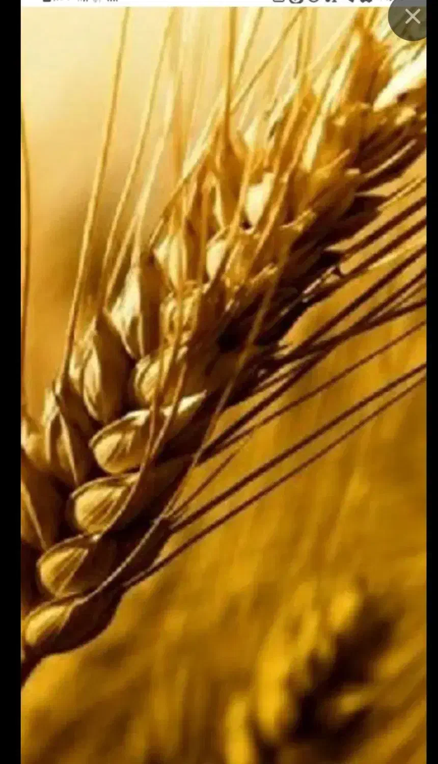 بذر گندم کوهدشت|عمده‌فروشی|گلی داغ, |دیوار