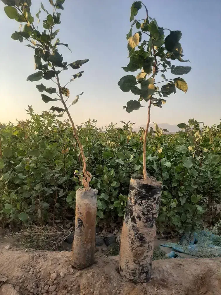 باغ پسته سروستان روستای دولت آباد|فروش دفتر صنعتی، کشاورزی، تجاری|سروستان, |دیوار