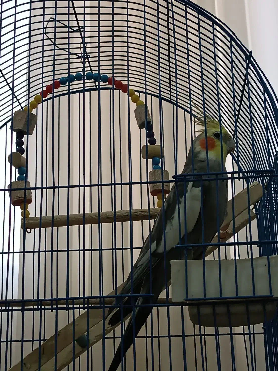 عروس هلندی سخن گو|پرنده|گرگان, |دیوار