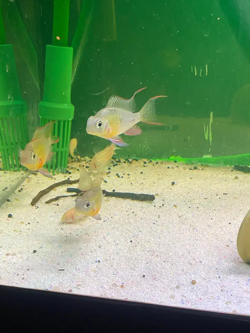 اکواریم ماهی دیسکس فیلتر سطلی|ماهی|اصفهان, شهرک میلاد|دیوار