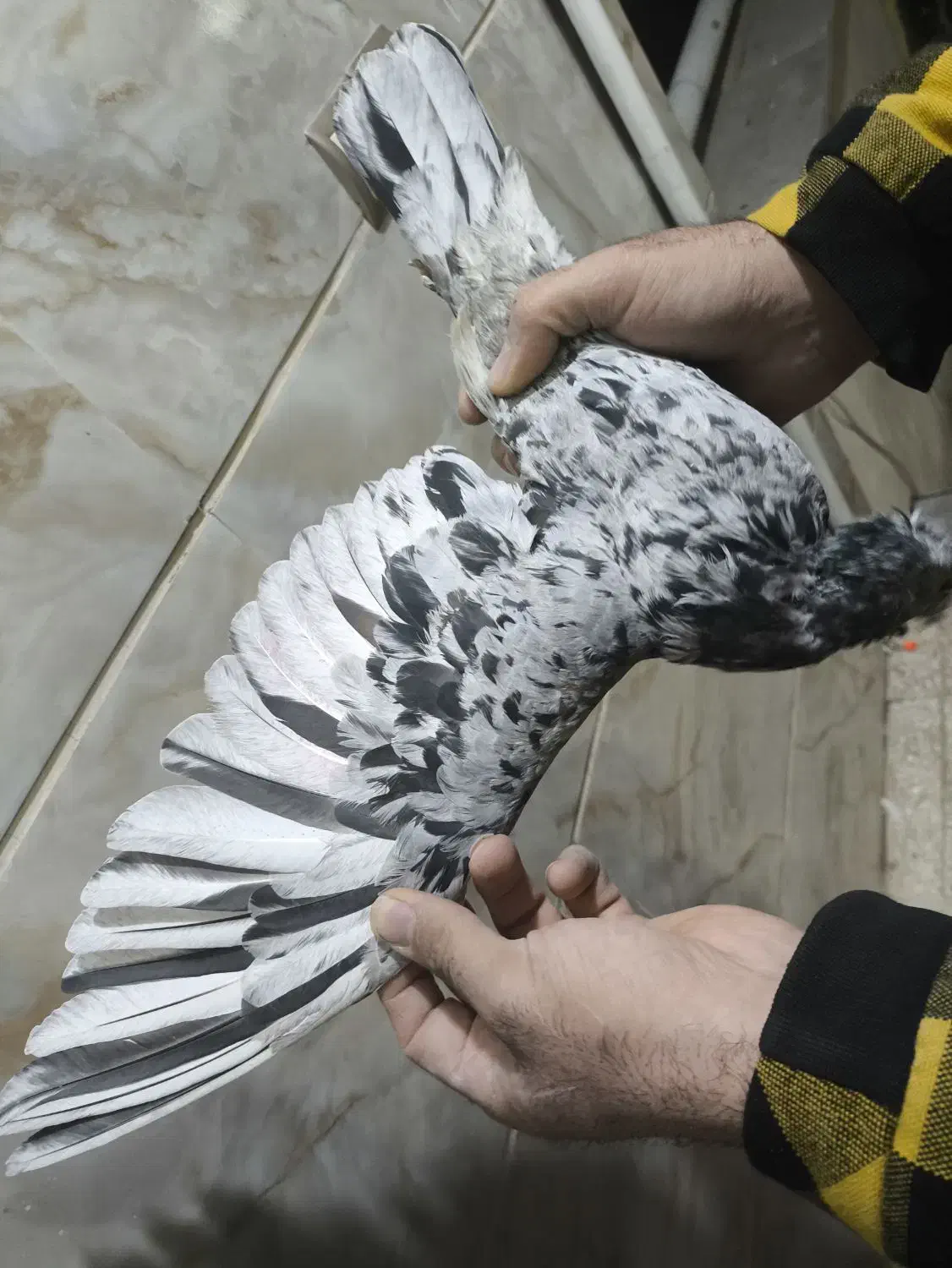 دودی هفرنگ نر|پرنده|بشاریات, |دیوار