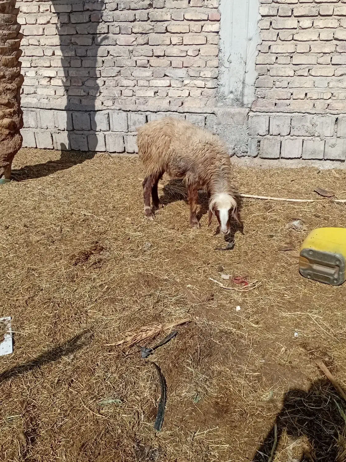 کاورفروشی ابستن|حیوانات مزرعه|جیرفت, |دیوار