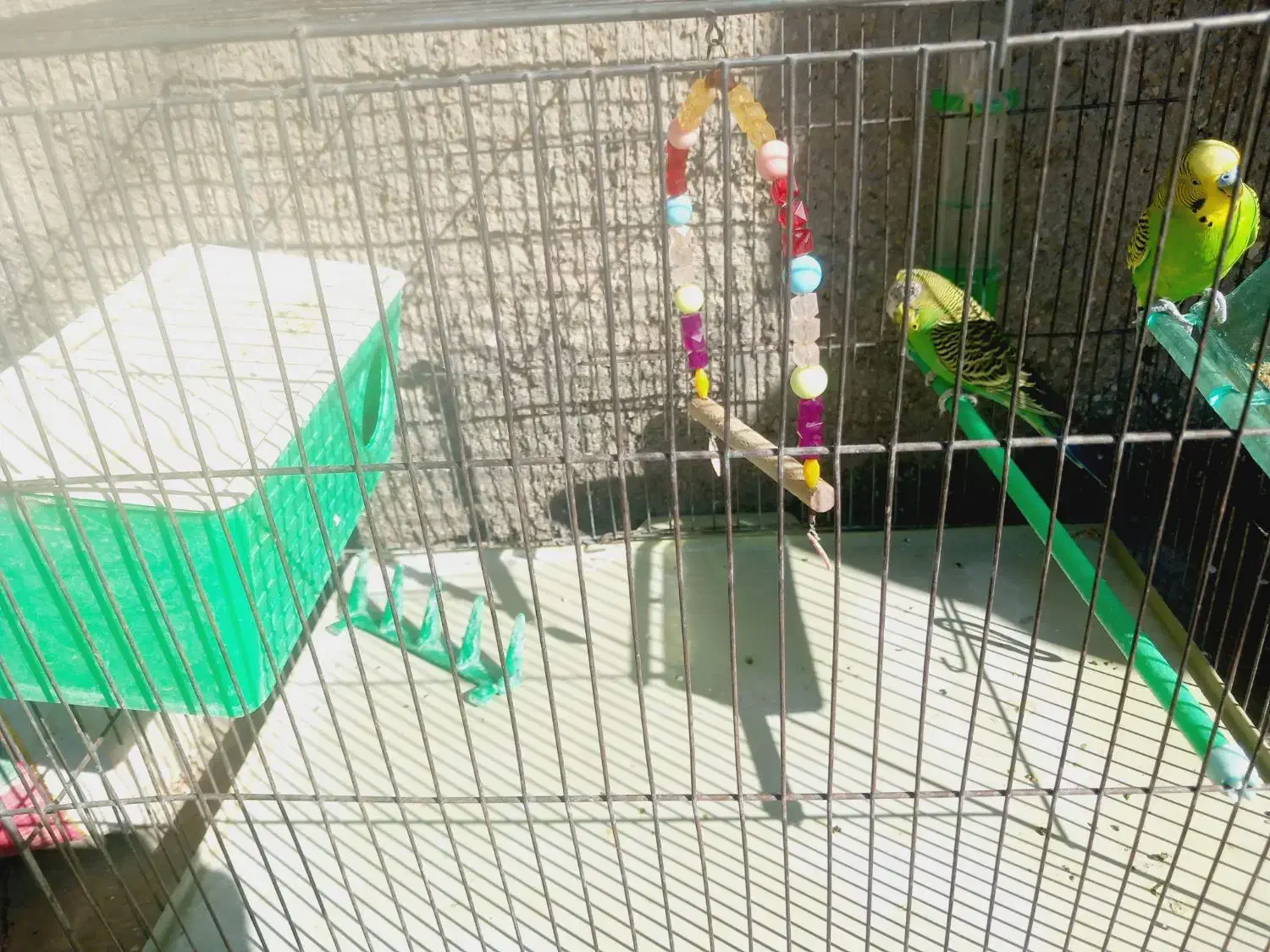 مرغ عشق|پرنده|گوآور, |دیوار