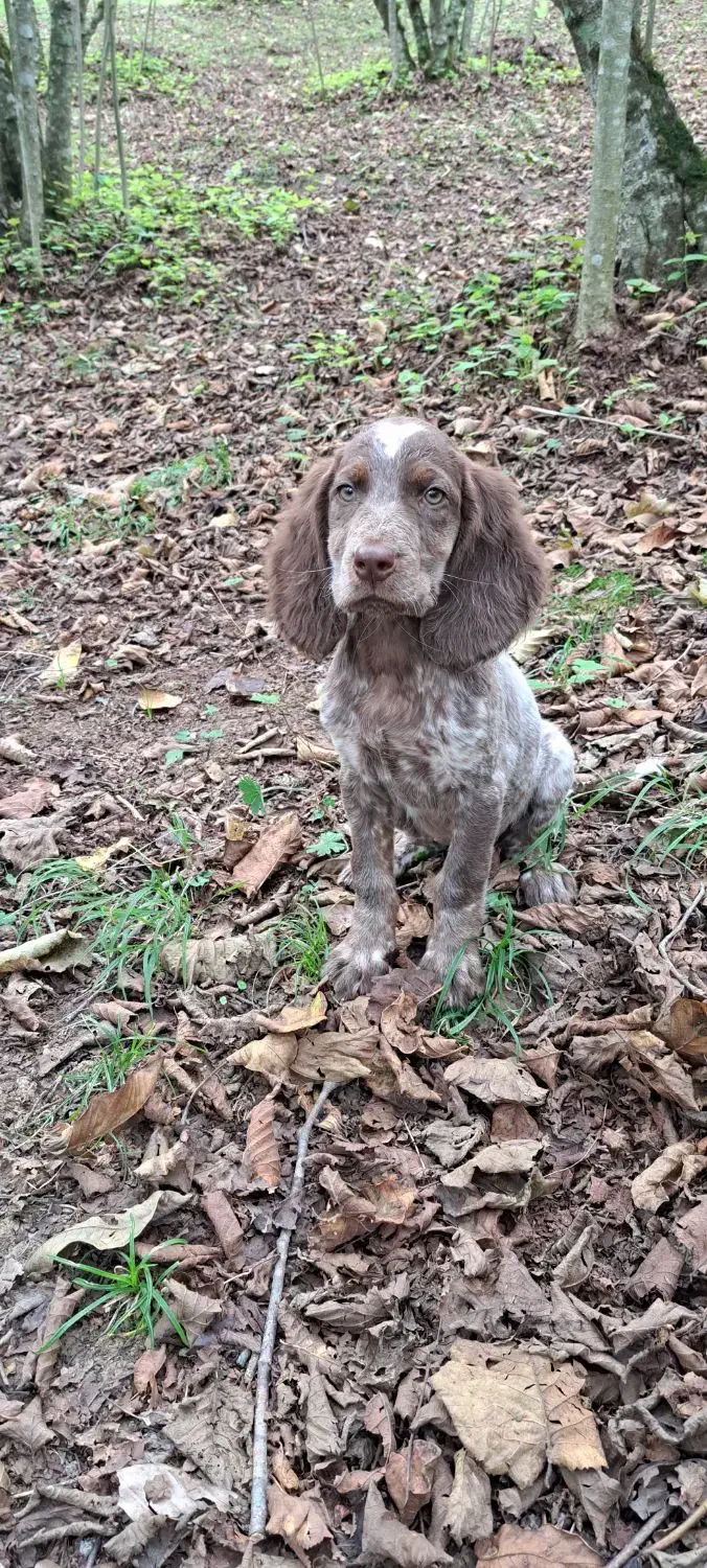 توله سیتر|سگ|رحیمآباد, |دیوار