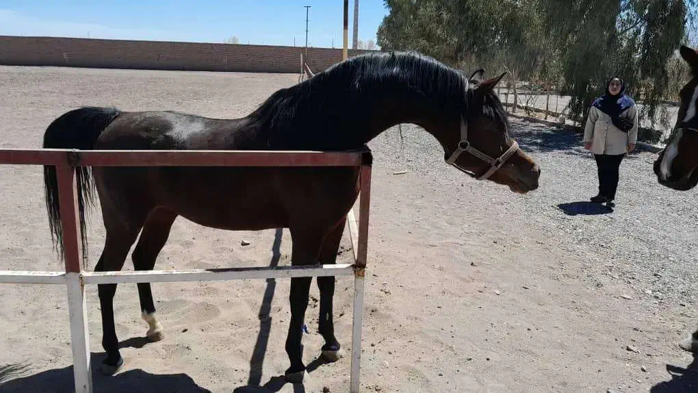 فروش سیلمی عرب از اسپرسیوو بقایی|اسب و تجهیزات اسبسواری|رفسنجان, |دیوار