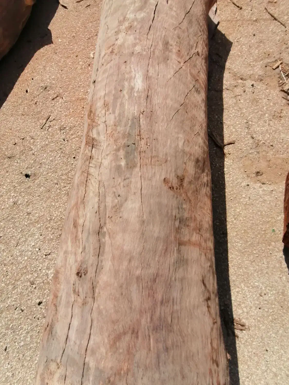 قطع و برش درخت رایگان|خدمات باغبانی و درختکاری|بوشهر, |دیوار