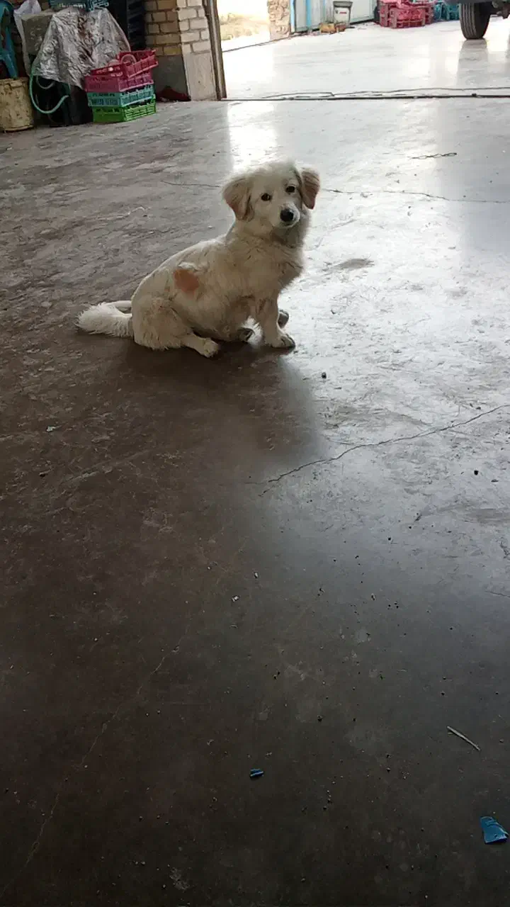 سگ پا کوتاه شیطان و بازی گوش قیمت 3500|سگ|الوند, |دیوار