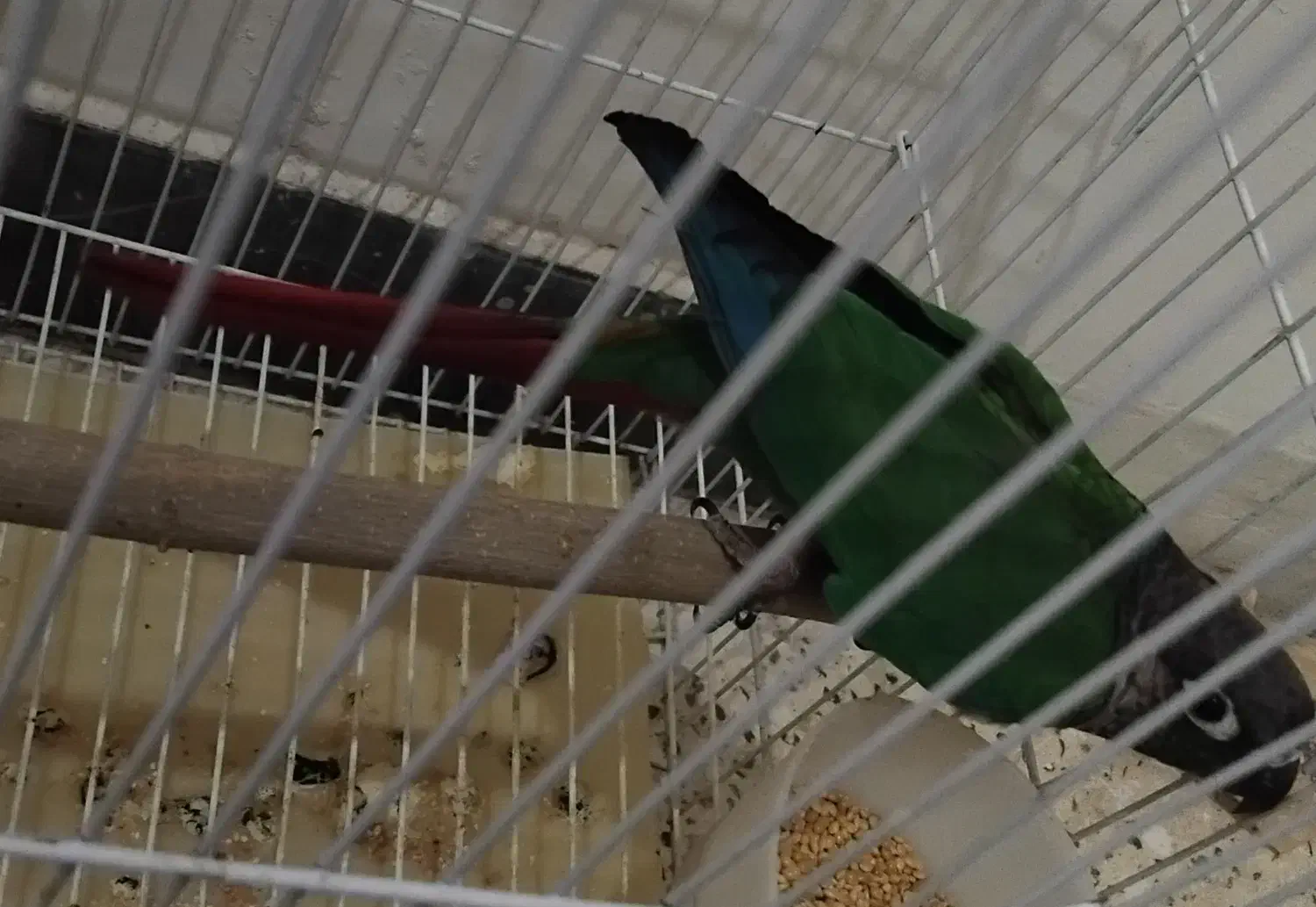 گرینچیک یلوساید|پرنده|صائین قلعه, |دیوار