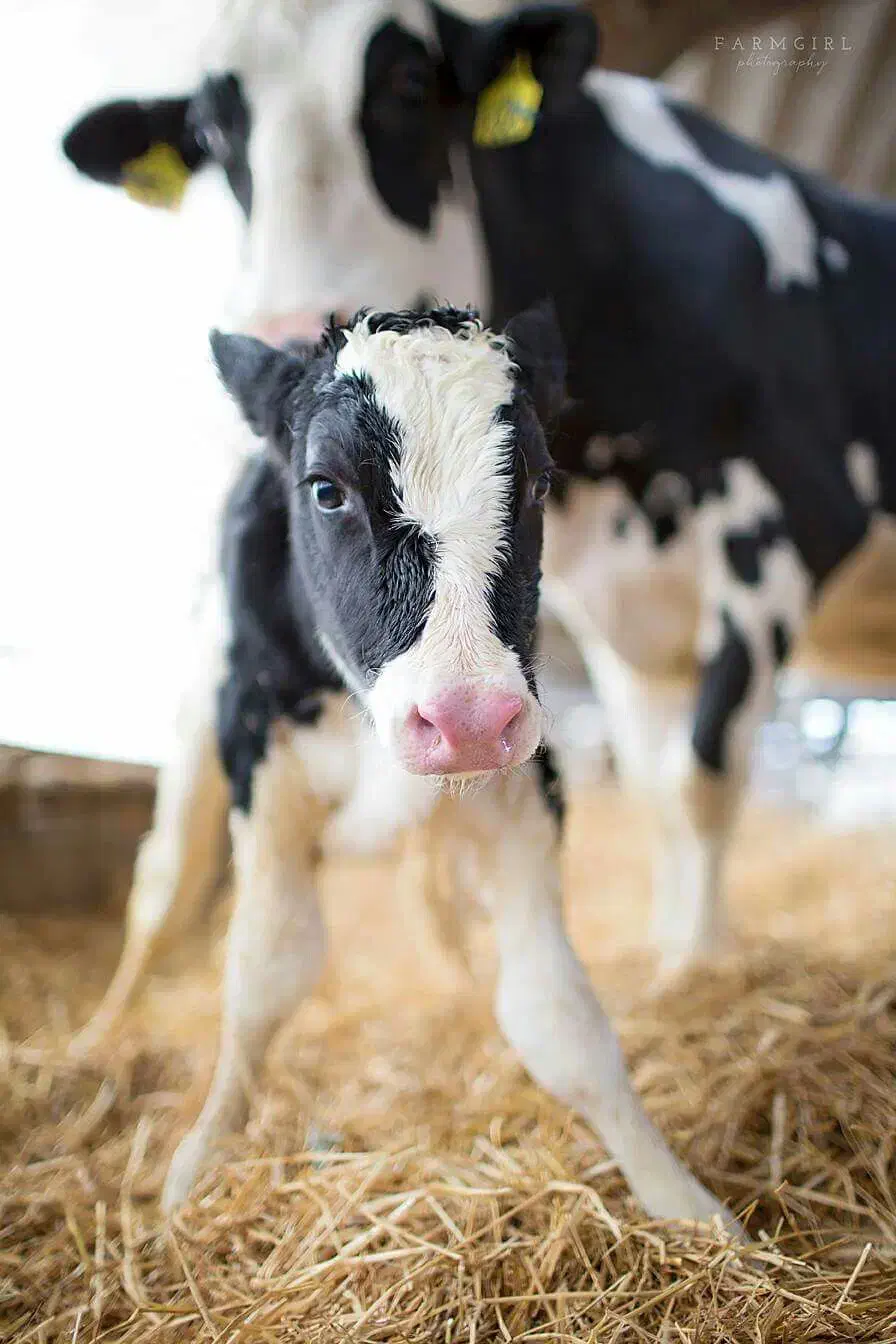 استخدام نیروی ساده یا نیمه‌ماهر در گاوداری|استخدام سرایداری و نظافت|خرمدره, |دیوار