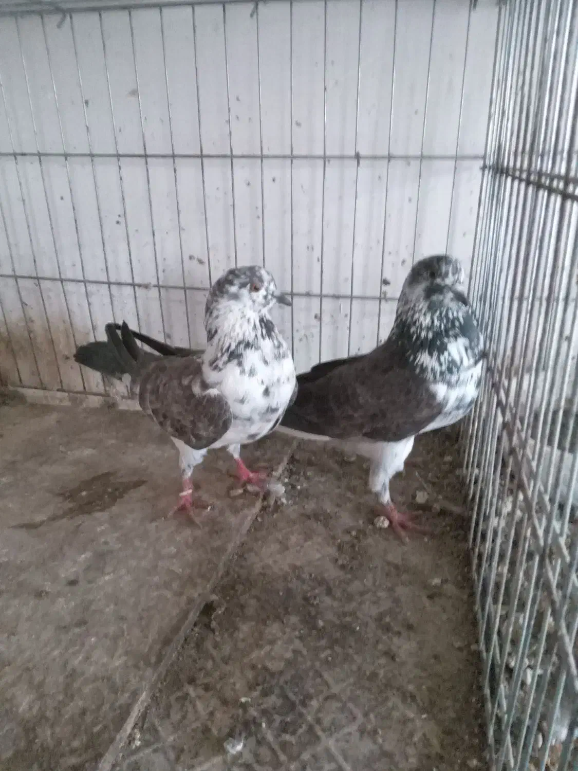 کبوتر پرشی|پرنده|ساری, |دیوار