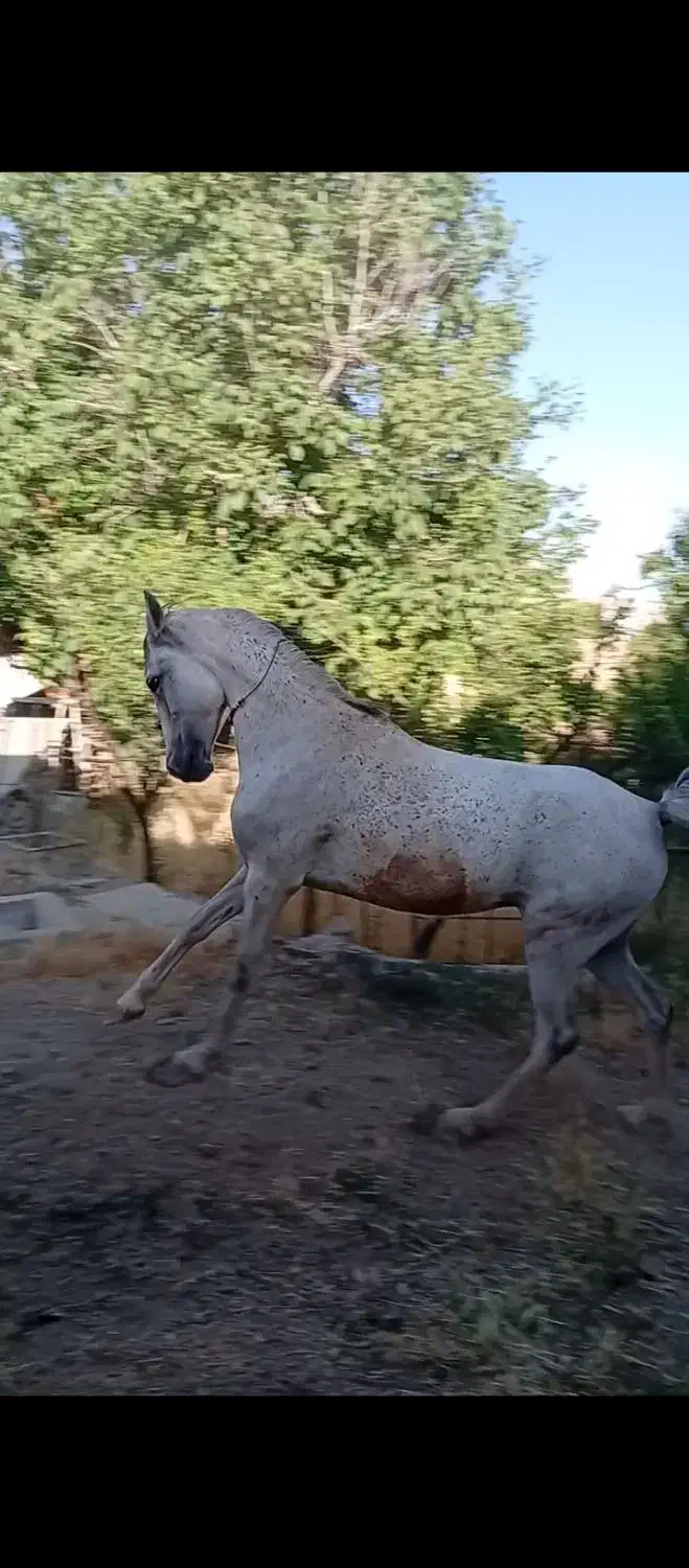 اسب مادیون کرد|اسب و تجهیزات اسبسواری|بروجرد, |دیوار