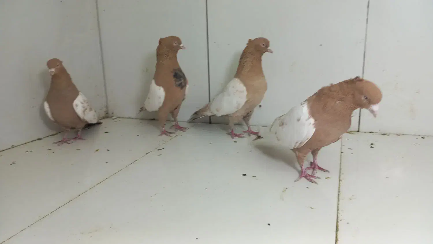 سینه زرد|پرنده|مشهد, عامل|دیوار